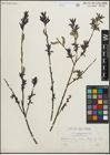 Foto von Salix purpurea L.
